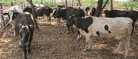 breeding management in cows and buffaloes