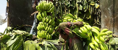  Banana Rate