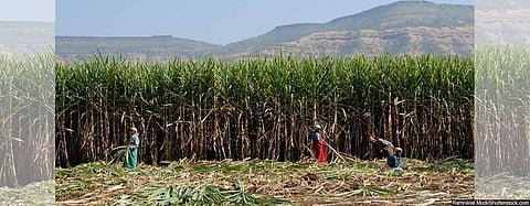 sugarcane-maharashtra
