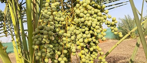 झाडाला लगडलेले खजूर