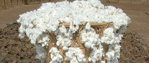 Cotton