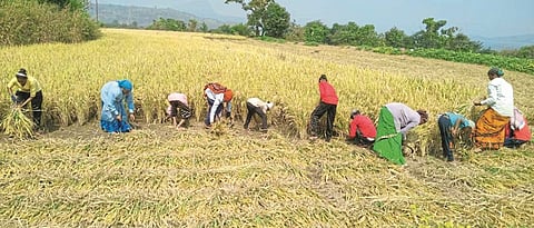   Paddy Harvesting