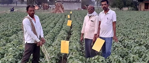 उन्हाळी सोयाबीनची पेरणी Summer soybean sowing