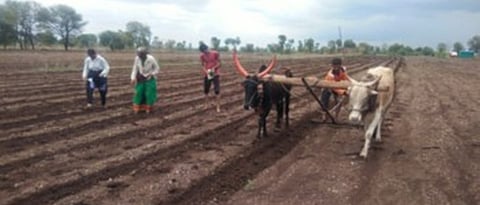 पिंपळगाव, जलाल, ता. येवला : पेरणीसाठी ओल तयार झाल्याने शेतीकामाला वेग आला असून, येवला तालुक्यात कापसाची लागवड सुरू झाली आहे.(छायाचित्र : विजय भोरकडे) 