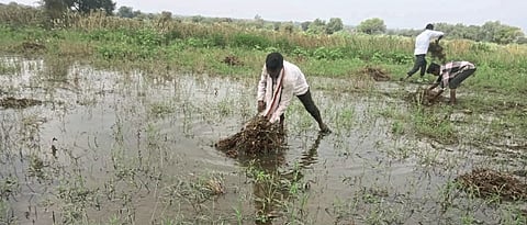 crop damage 