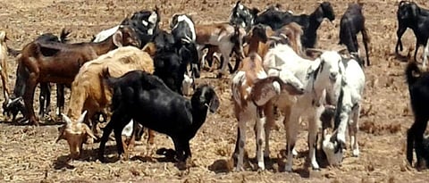 sheep and goat 