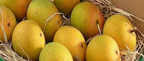  Buy mangoes from GI holders