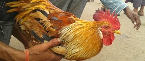 गावठी कुकडी 