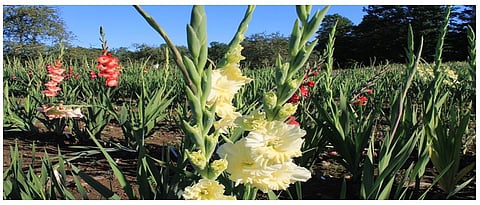 Choose the right breed for cultivation of gladiolus