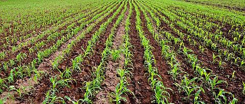 Rabi Crop Sowing