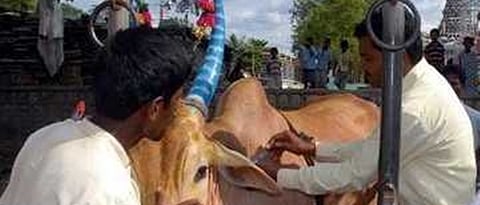 जनावरांना तज्ञ पशुवैद्यकांच्या सल्ल्यानेच लसीकरण करावे.