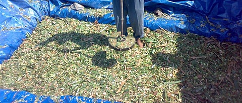 Silage Making 