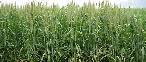 Wheat should be cultivated in a modified manner.