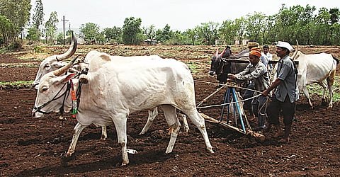 सांगली जिल्ह्यात केवळ १० टक्के पेरण्या