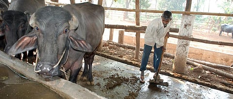 Take care of cattle health