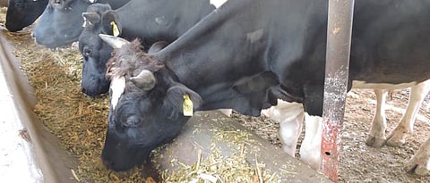 problems of milch animals?