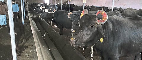 जनावरांना पावसाळा सुरू होण्यापूर्वी जंतनाशकाची मात्रा द्यावी.