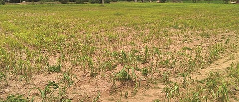Kharif crop