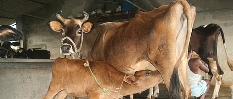 artificial insemination 