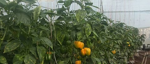 Crop Management in Greenhouse and Shednet