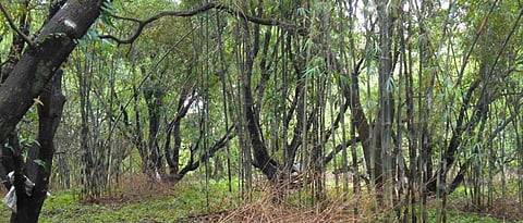 study of traditional bamboo cultivation  