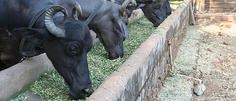 cattle management
