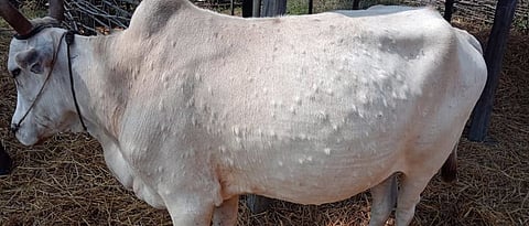 lumpy skin disease in animal