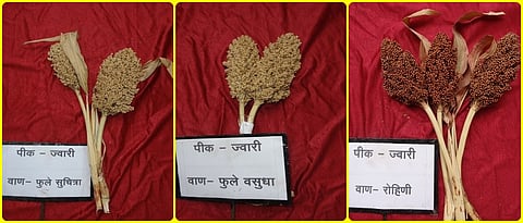 Sorghum varieties: Phule Suchitra, Phule Vasudha, Phule Rohini