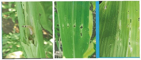 stem borer