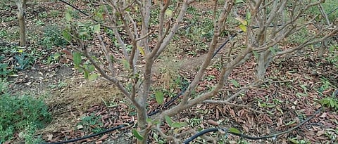 Guava pruning