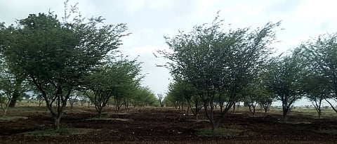 Chinch cultivation is beneficial in dry land.