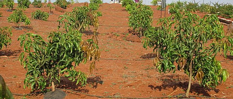 Mango High Density Plantation