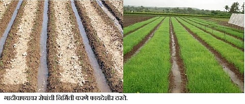 Onion nursery