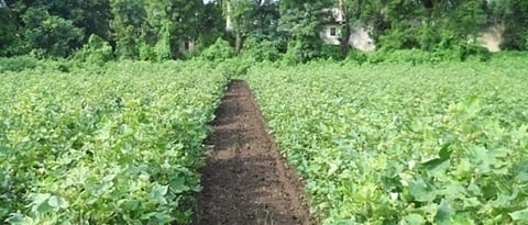 Weed control measures should be implemented early in the crop.