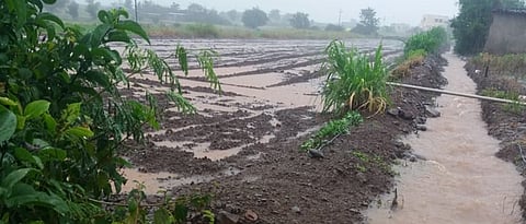 Sangali Rain