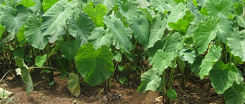 Taro plantation