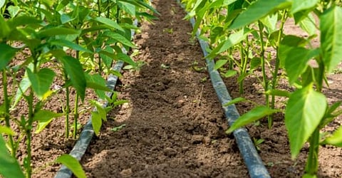 Micro Nutrients
