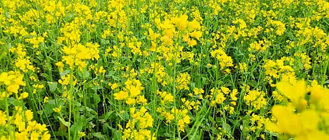 Mustard Production