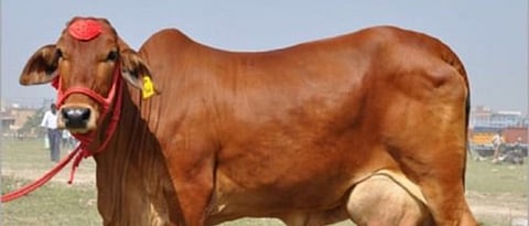 High Milk Producing Indian Sahiwal Cow 
