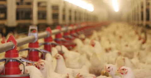 Poultry food