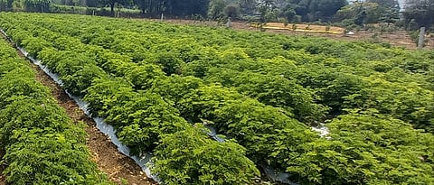 काळे यांची जिरॅनिअमची शेती 