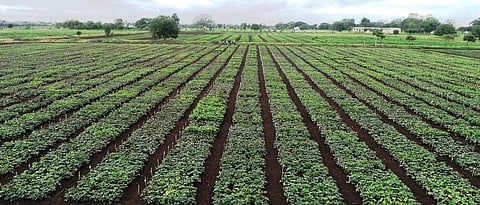 Vegetable Research Center