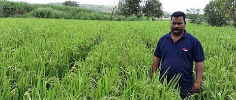 विकास वाजे यांनी योग्य अंतरावर केलेली भात रोपांची लागवड.