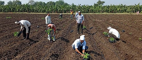 खानदेशात कांदेबाग केळीची लागवड पूर्ण; यंदा ११०० हेक्टरने वाढ