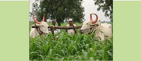 Jowar Hoeing