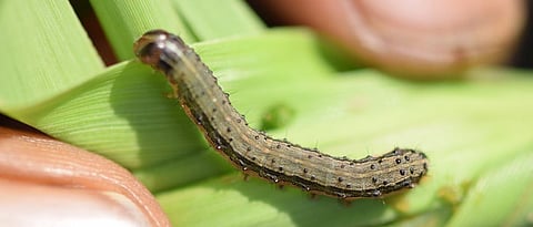 fall armyworm