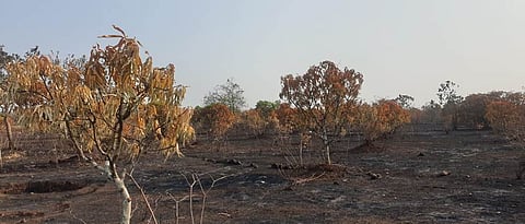  शॉर्टसर्किटमुळे आग;  अकराशे आंबा, काजू झाडे खाक Fire due to short circuit; Eat eleven hundred mango and cashew trees