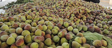 Fig Farming