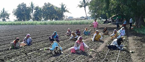 Onion Cultivation 