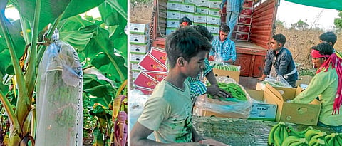 केळीची काटेकोर शेती करून नियार्तक्षम उत्पादन पाटील यांनी मिळवले.